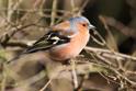 IMG_8948 Chaffinch.JPG